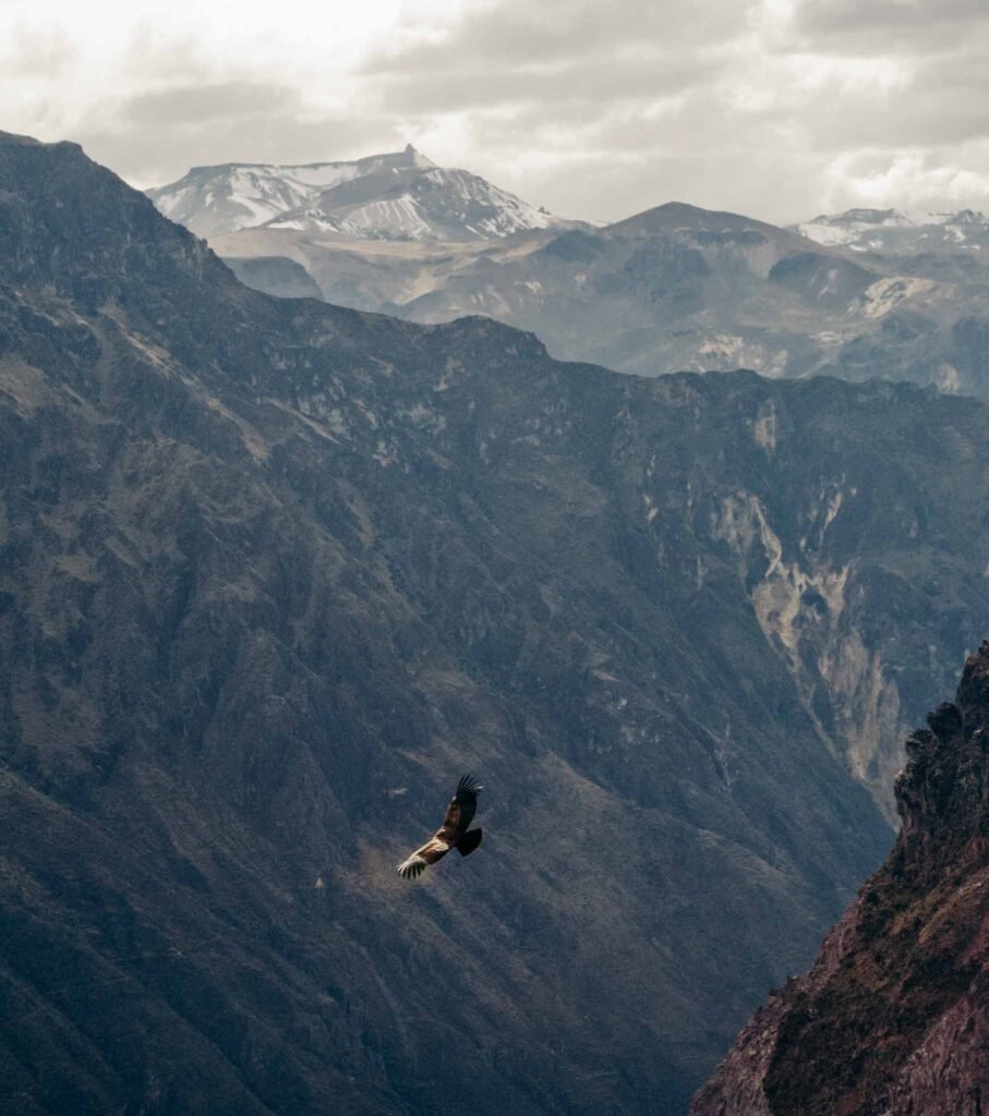 Colca Canyon Cruz del Condor
