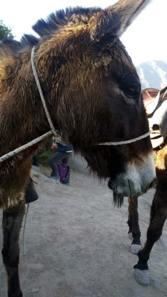 Colca Canyon donkey