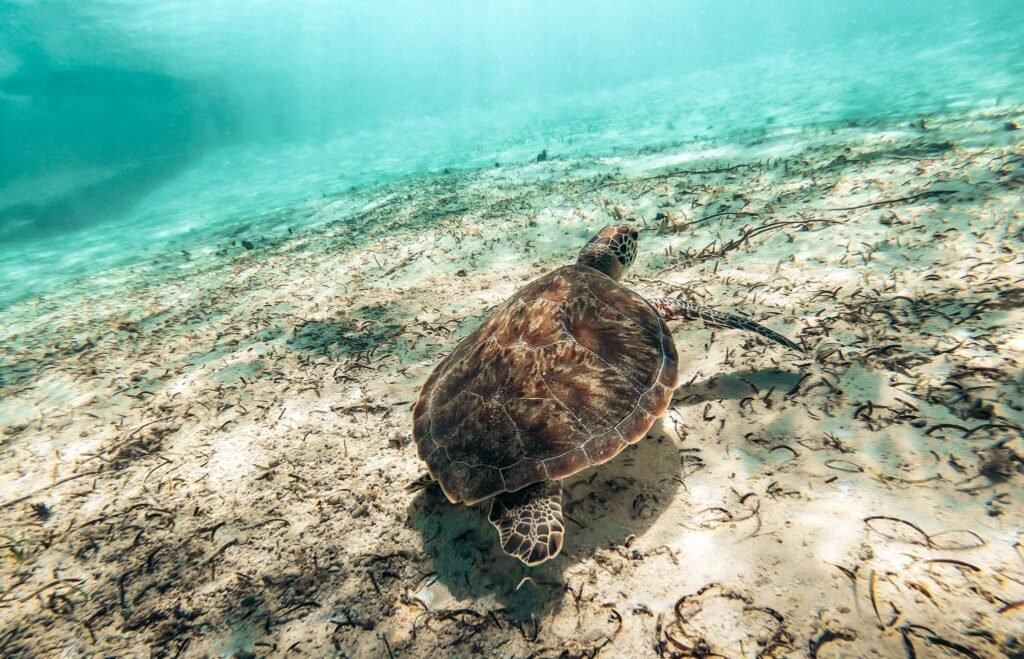Tulum turtle