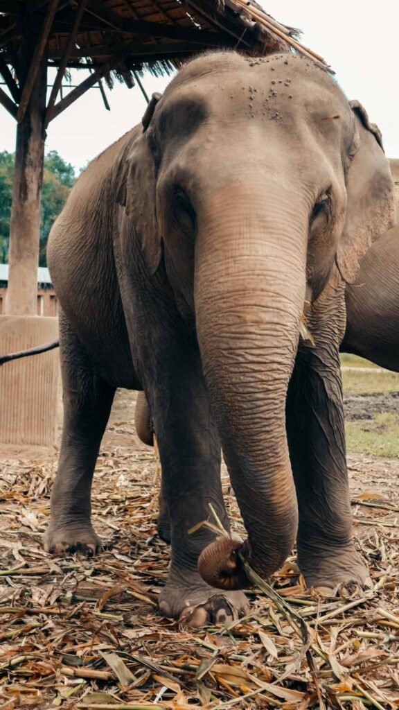 elephant sanctuary close