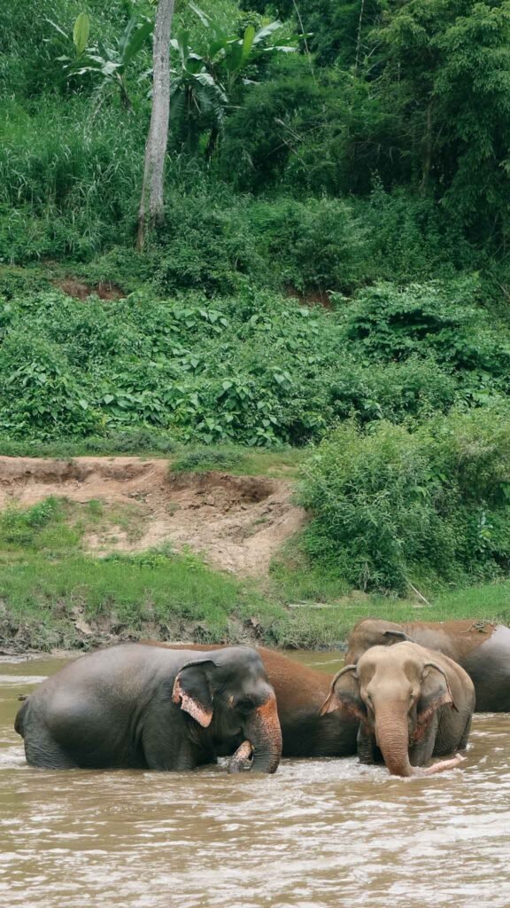 elephant sanctuary river