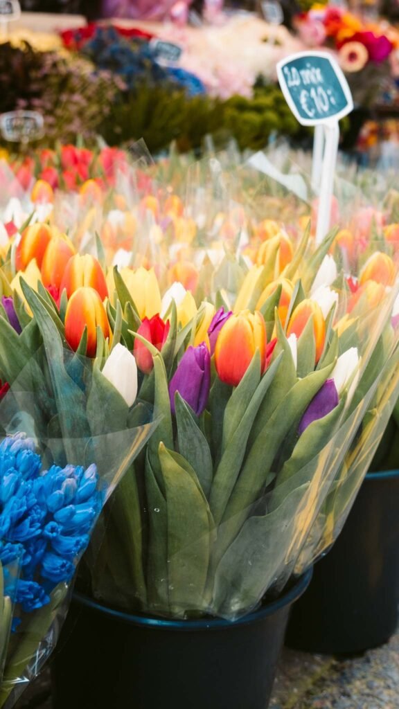 Tulips Netherlands