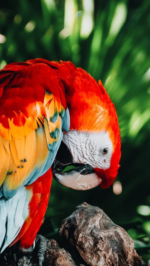 Cancun parrot