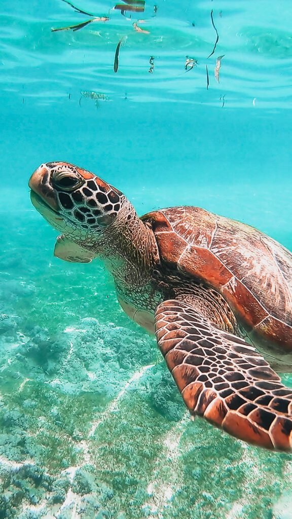isla mujeres sea turtle