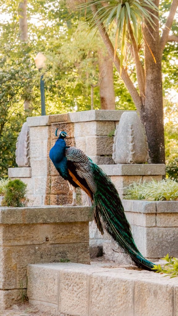 Jardins do Palacio de Cristal Porto