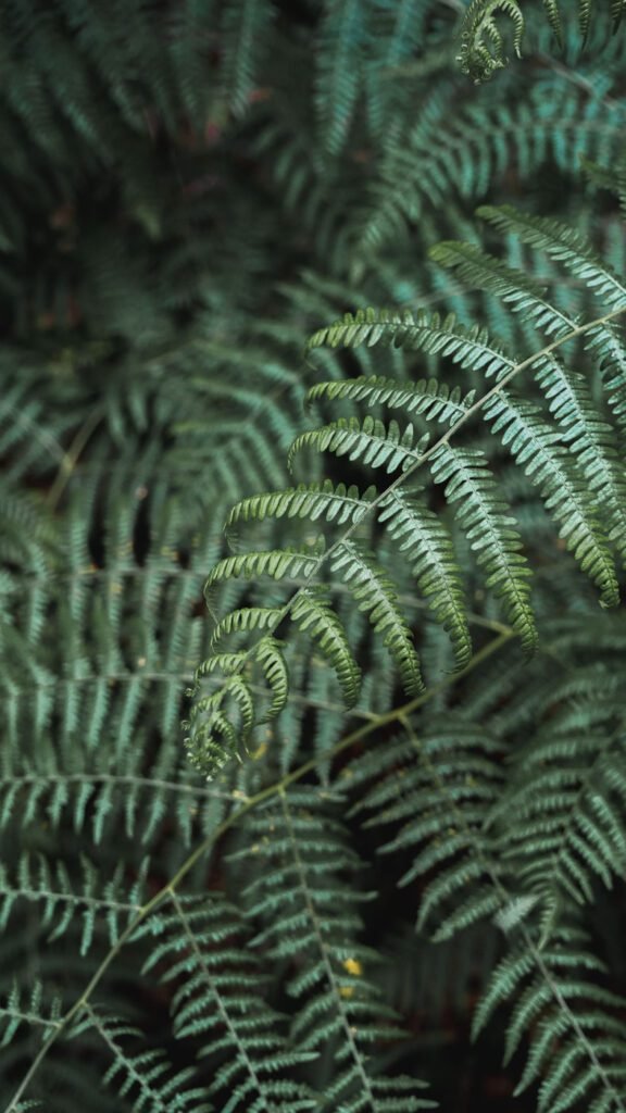 Leaf Peneda Gerês National Park