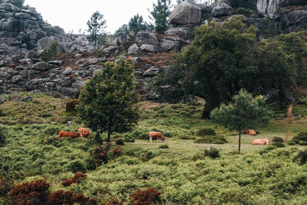 Road trip Peneda Gerês National Park