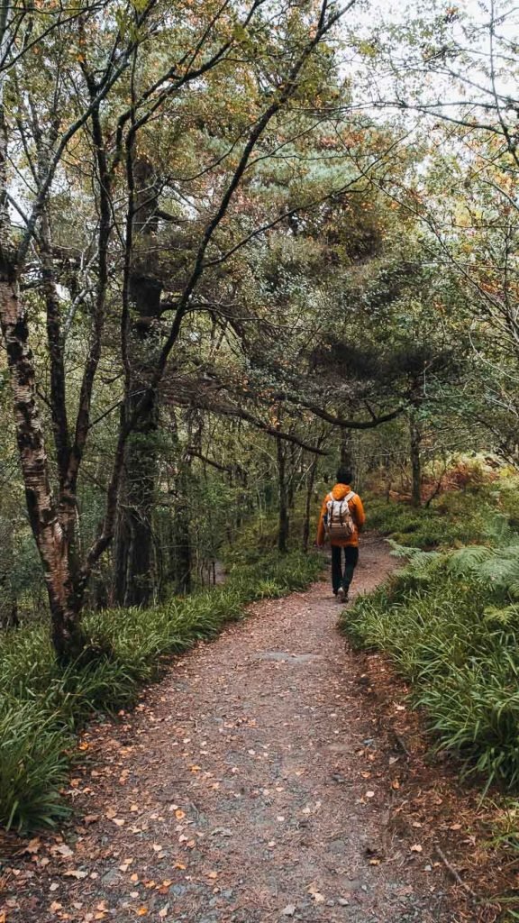 Balmaha Millennium Forest path