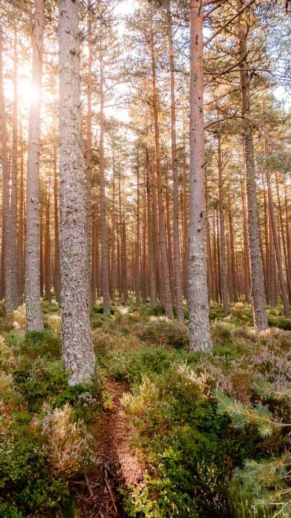 Loch an Eilein Cairngorms National Park