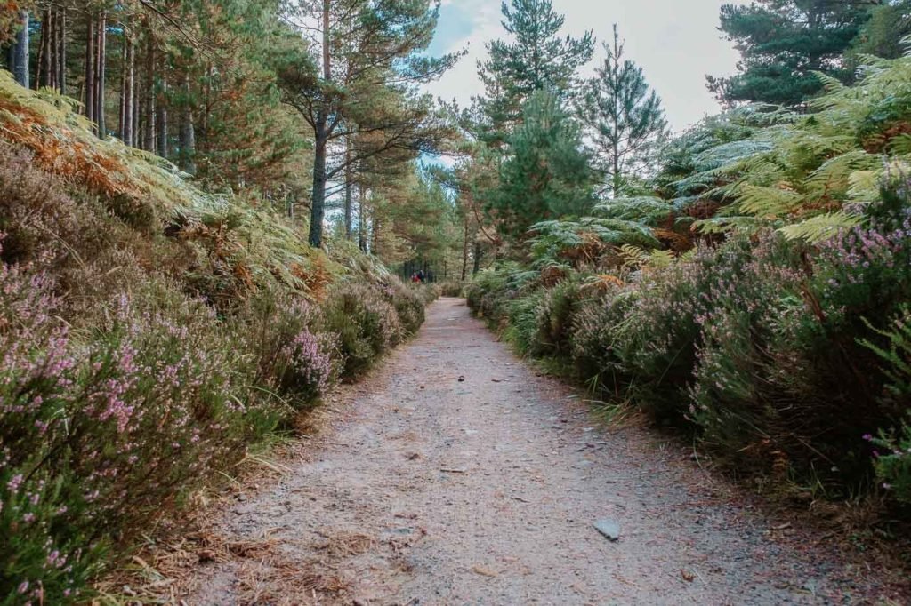 Rothiemurchus forest