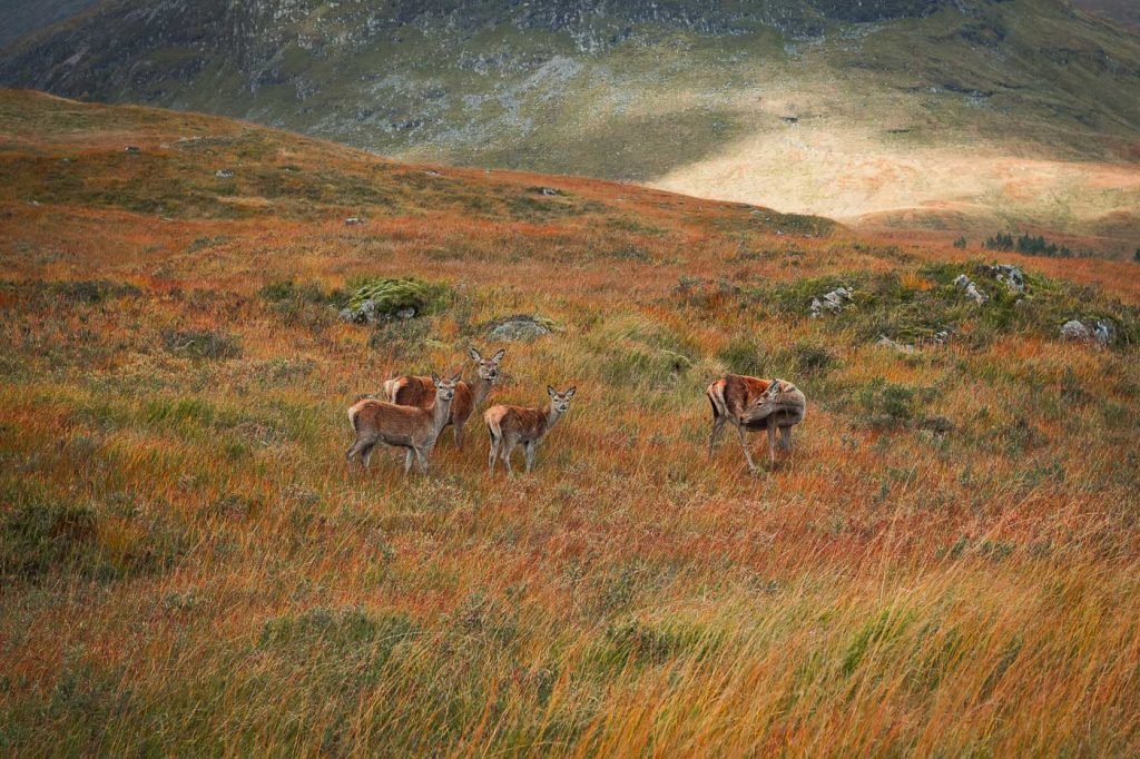 Red Deer, Glen Coe